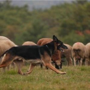 Meet your Posher, Diane